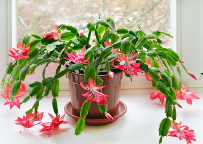 Christmas Cactus Propagation: How to Do It