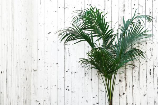 How to do kentia palm care? follow these steps