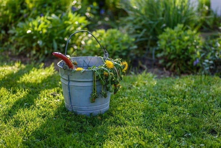 How to clear a garden full of weeds?