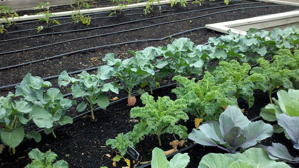 When to plant broccoli