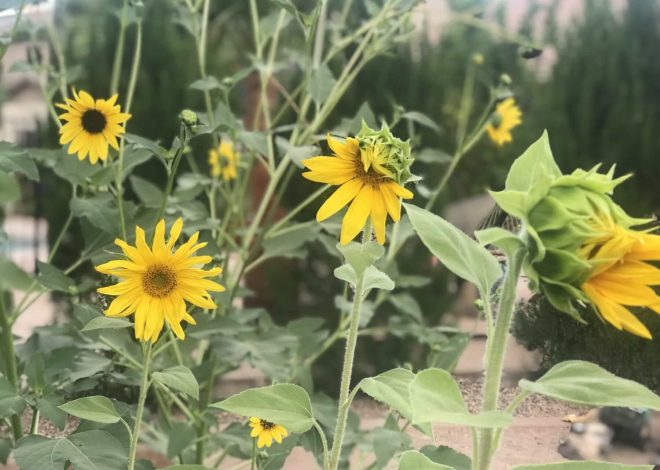 When to plant sunflower seeds