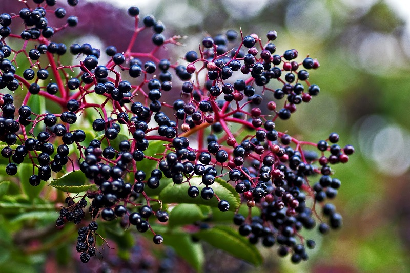 Growing Elderberry: A Complete Guide on How to Plant, Grow, and Harvest