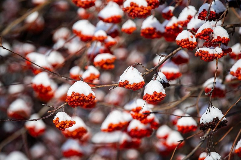 5 tips to enjoy your winter garden weather