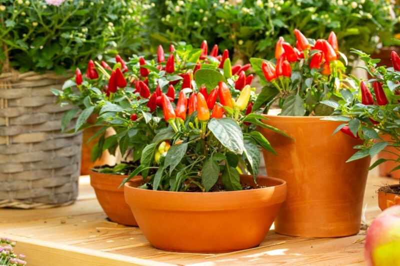 How to grow peppers in 11 steps