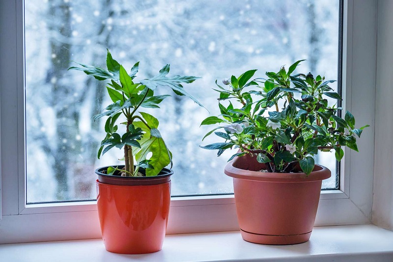 How to Take Care of Plants in Winter