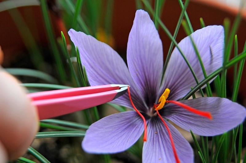 How to grow saffron in Garden