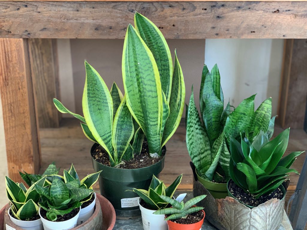 Is Snake Plant Low Light?