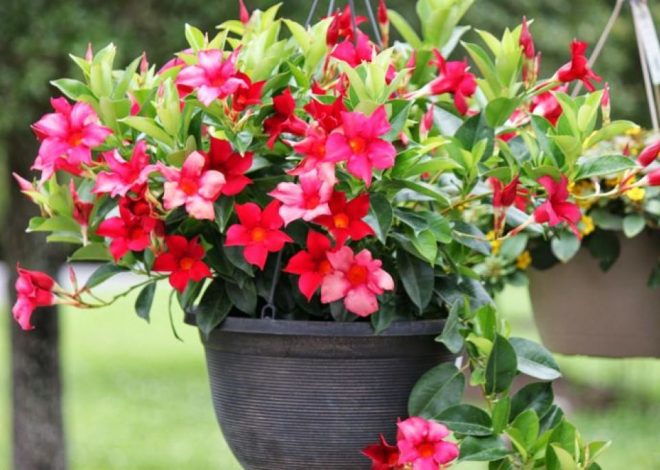 How to Take Care of Rio Dipladenia Perennial