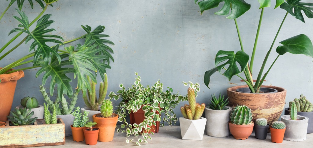 The Ultimate Guide to Indoor Pots & Planters