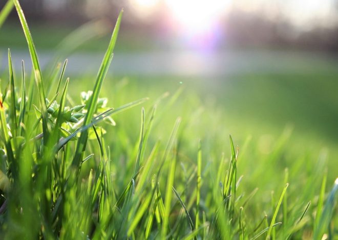 Types of Grass in Florida for All-Season Lawn