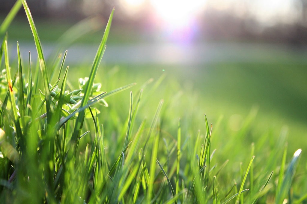 Types of Grass in Florida for All-Season Lawn