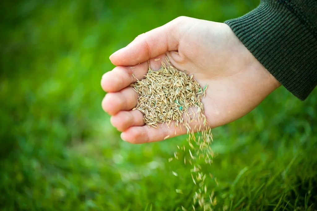 The Best Grass Seed for Central Florida