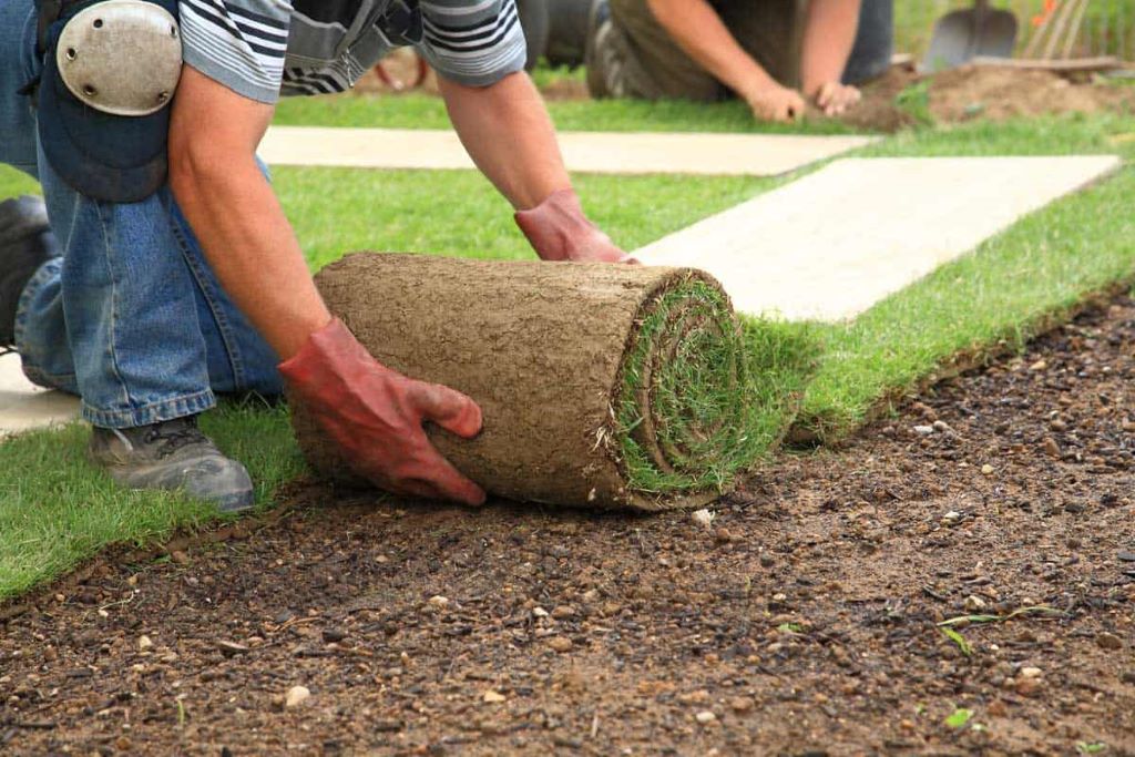 Grass Seed for Central Florida: St. Augustinegrass