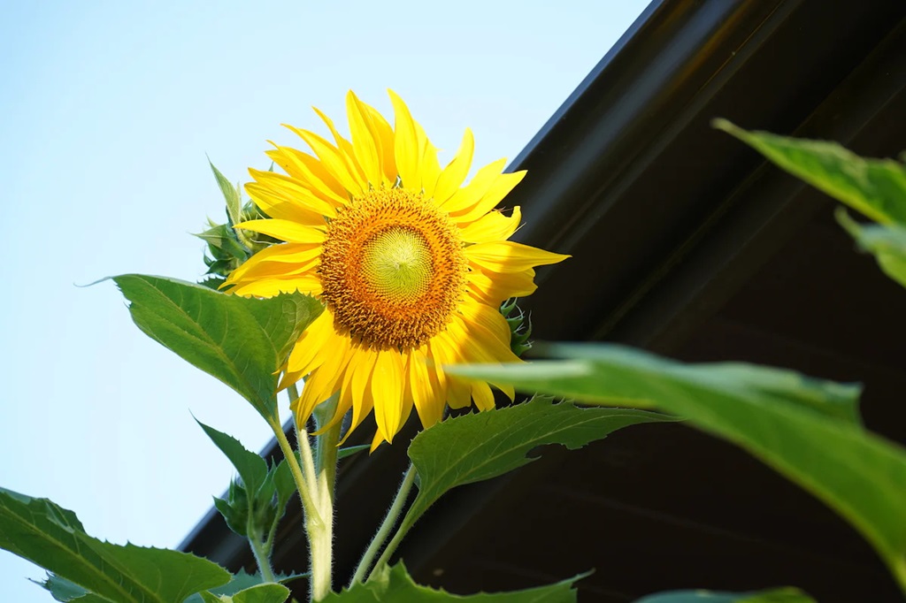 How to Care for Growing Mammoth Sunflowers