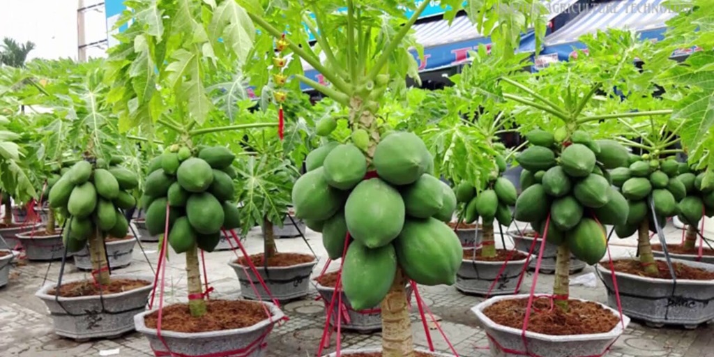Grow Papaya in Pots