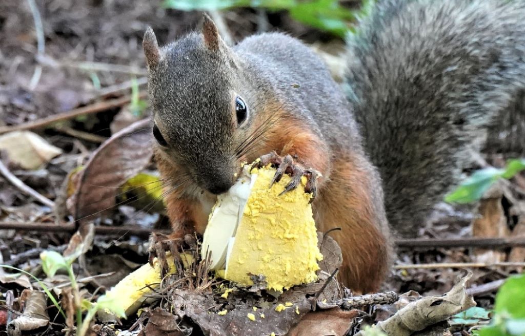 An Overview of Squirrel Poison