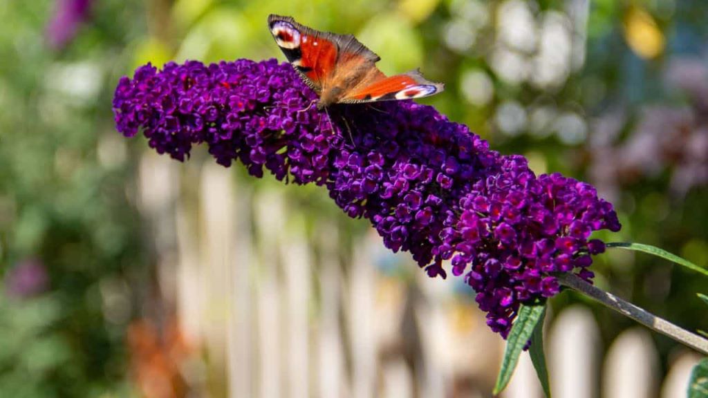 When to Deadhead Butterfly Bush