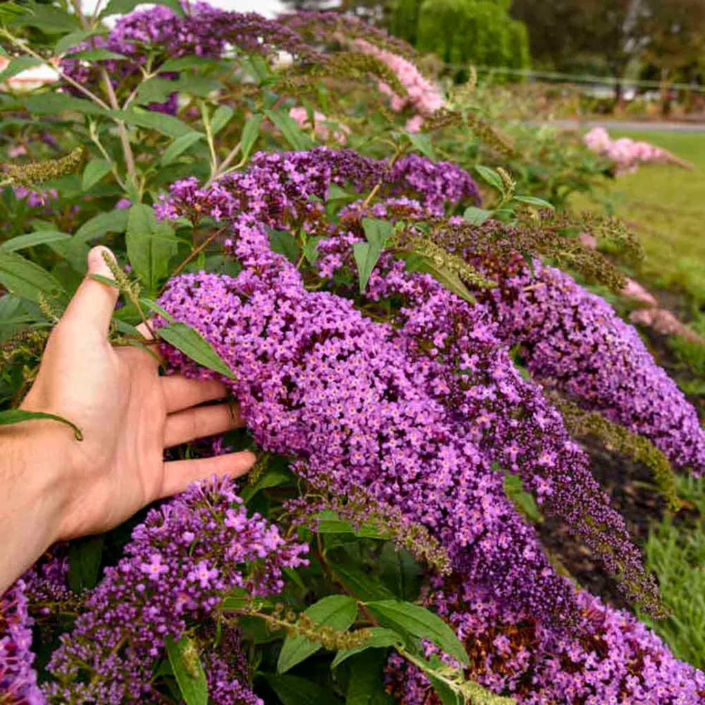 How to Deadhead Butterfly Bush