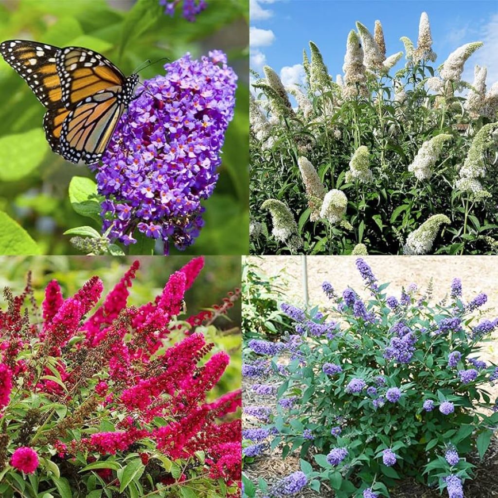 Why Deadheading Butterfly Bush is Key