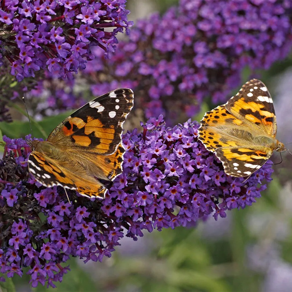 Deadheading Butterfly Bushes for Bumper Blooms