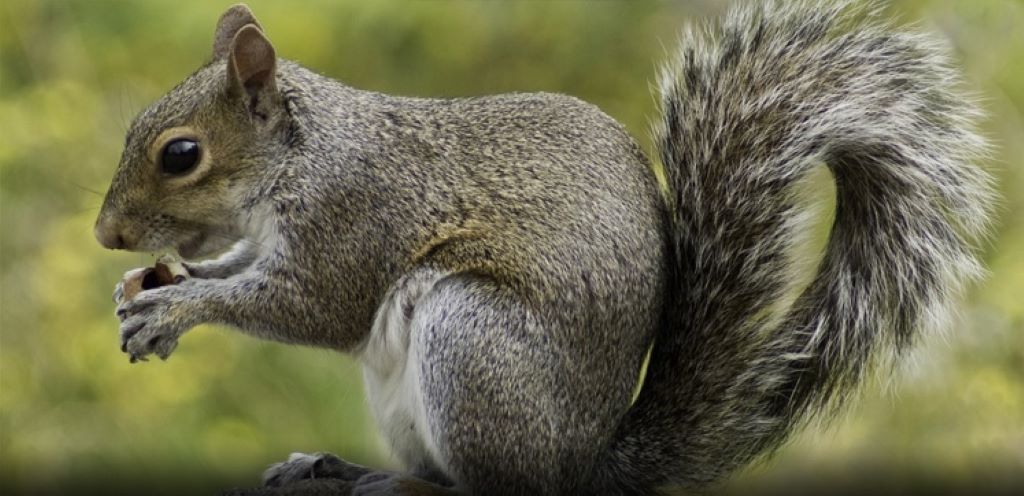 Squirrel Poison: How Do I Get Rid of Squirrels Permanently