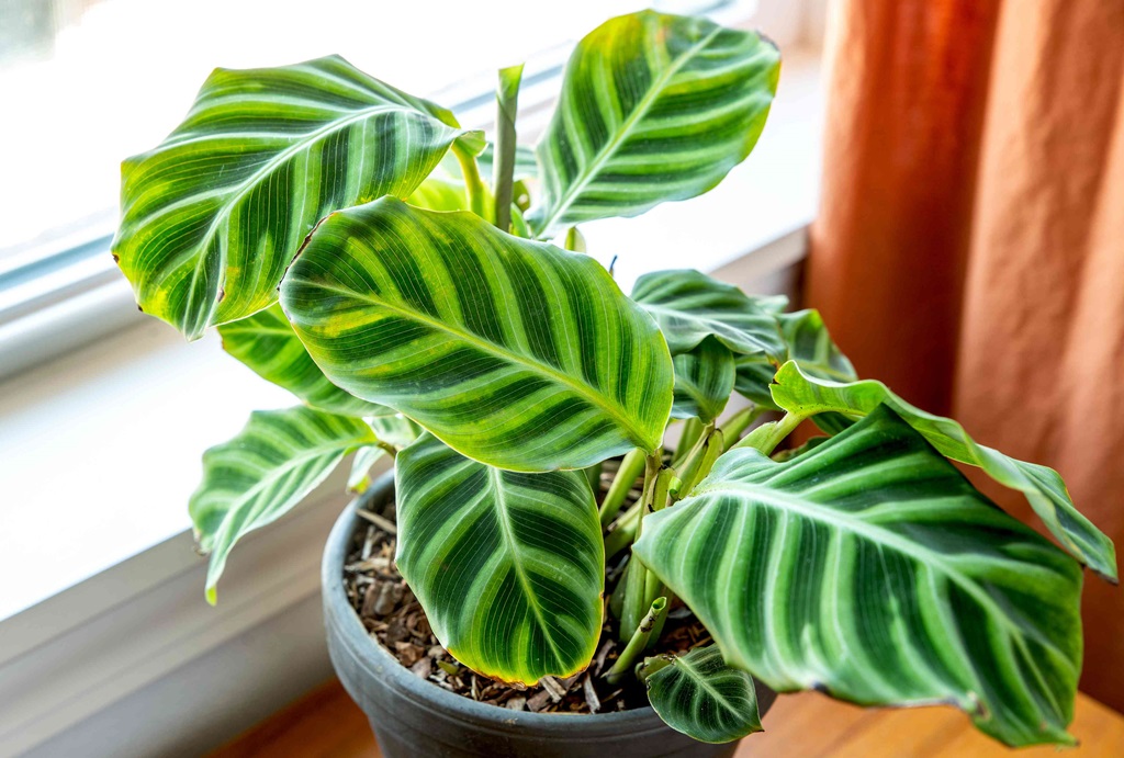 Calathea is Best Plant for Dark Room