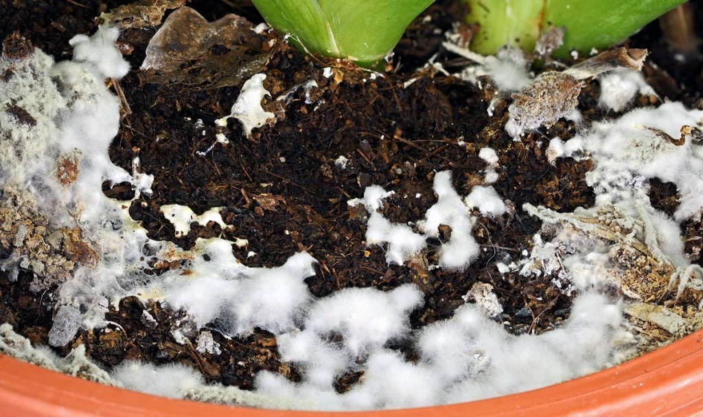 The Quickest Solutions for White Stuff on Plants Soil Indoor