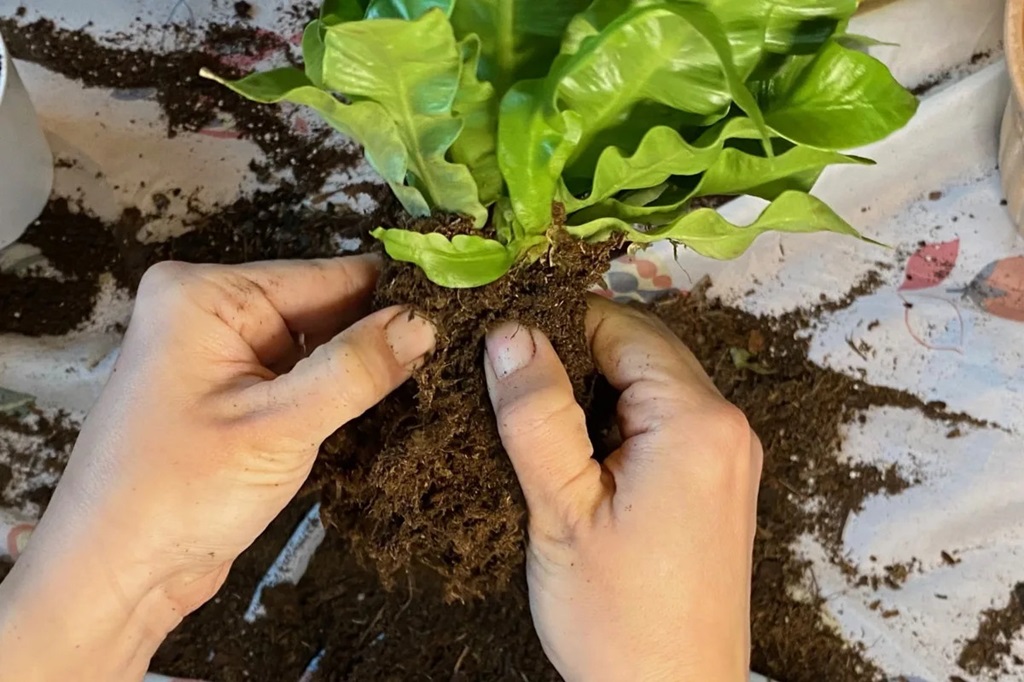 Proper Soil for wavy plant