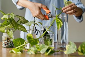 How to Take Plant Cuttings