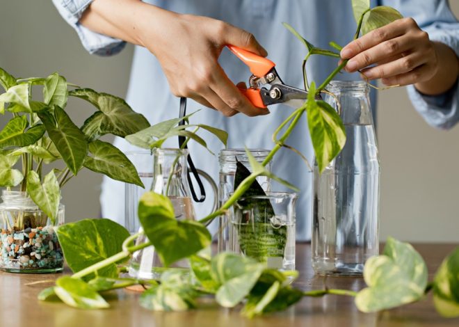 How to Take Plant Cuttings: The Complete Guide