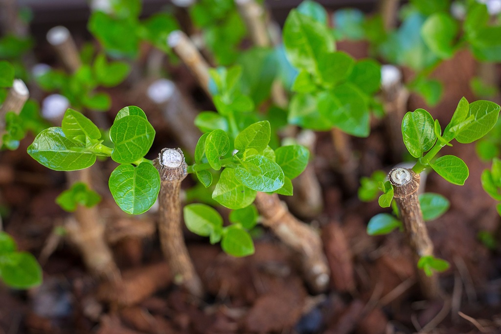 Rooting Cuttings in Soil