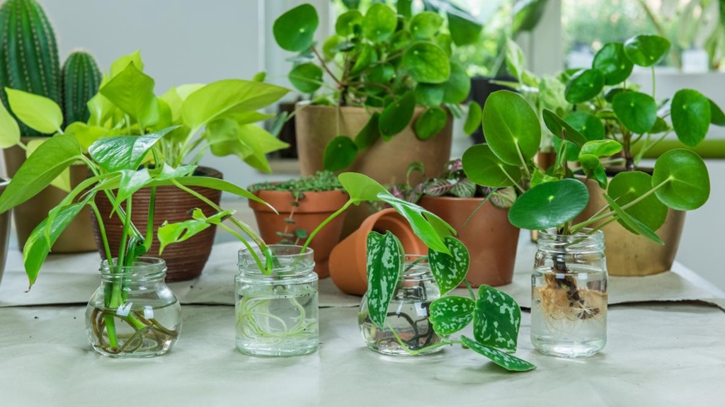 How to Take Plant Cuttings