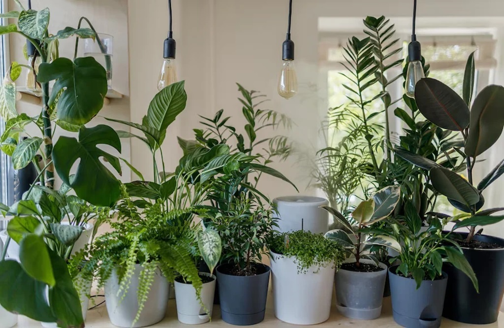 Best Plants for Dark Rooms