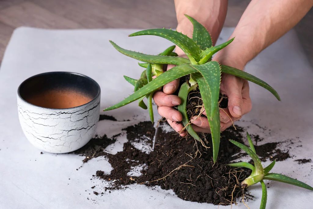 How to Repot an Aloe Vera Plant?