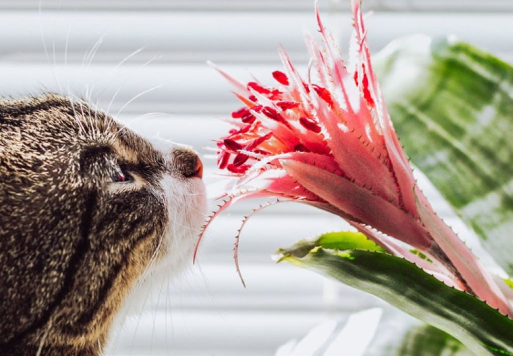 Tips for Growing Bromeliads Safely With Cats