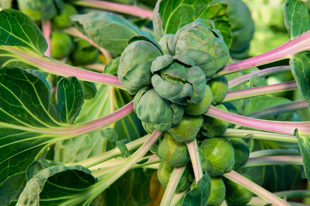 How do you grow brussel sprouts successfully