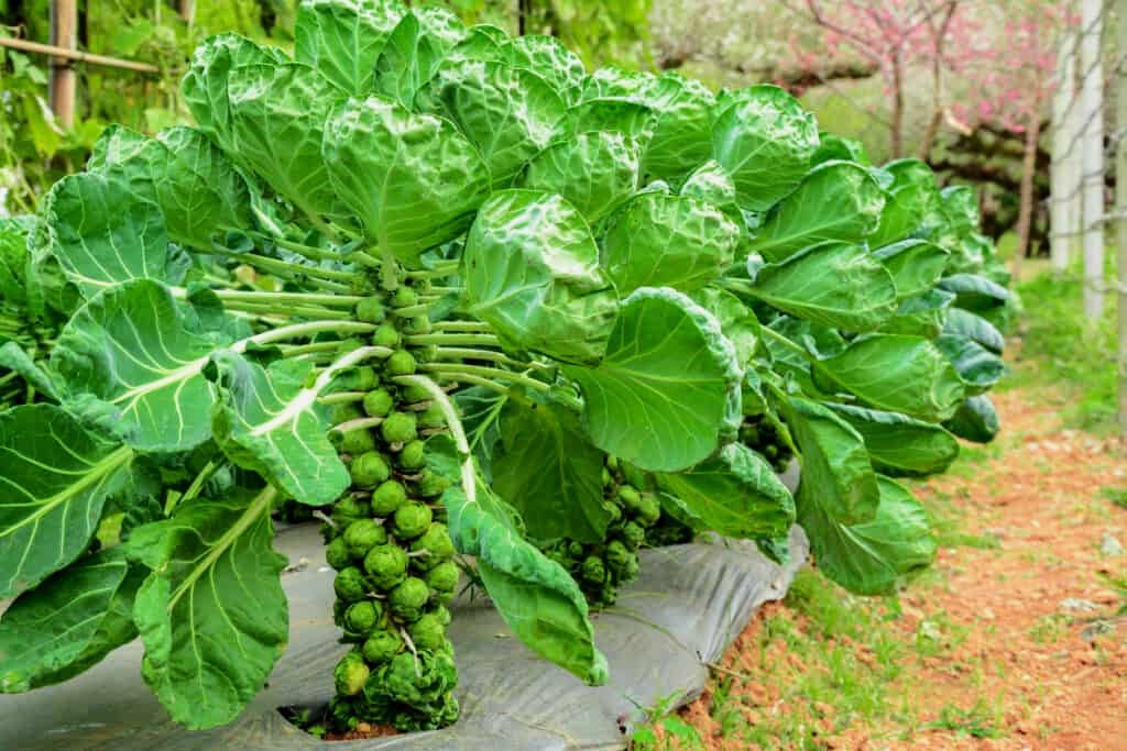 Do Brussels Sprouts Come Back Every Year? Understanding Their Growth Cycle