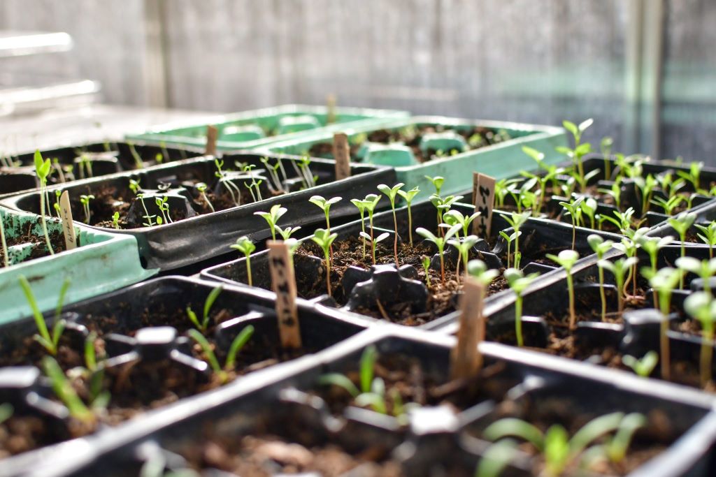 Germinating Weed Seeds: Your Complete Timeline Chart