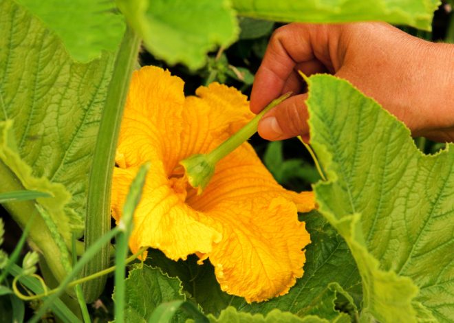 Pumpkins: Self-Pollination, Hand Pollination, and Ensuring a Bountiful Harvest