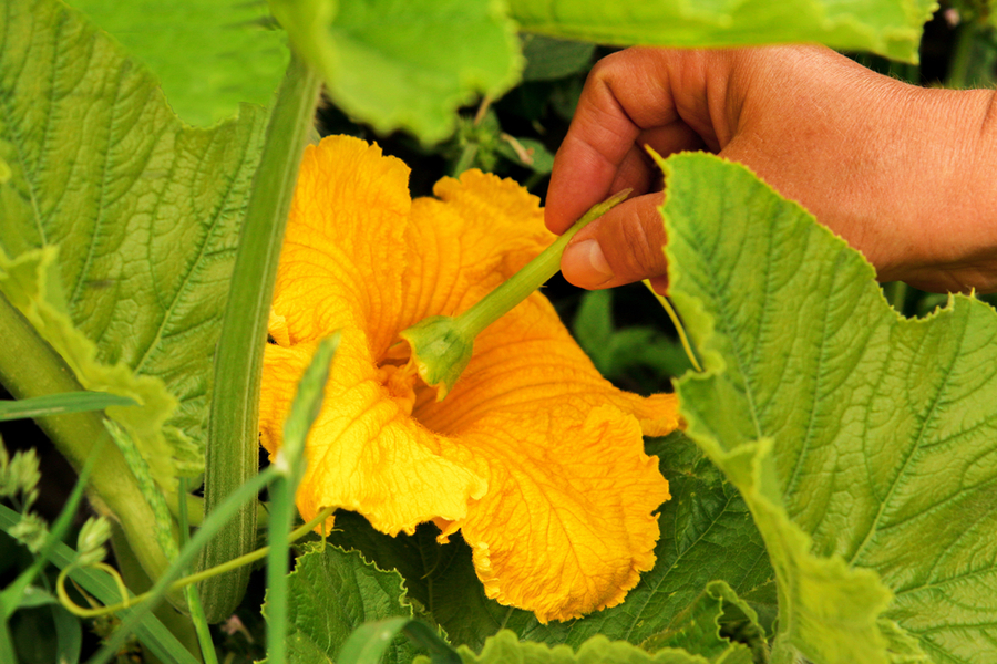 Pumpkins: Self-Pollination, Hand Pollination, and Ensuring a Bountiful Harvest