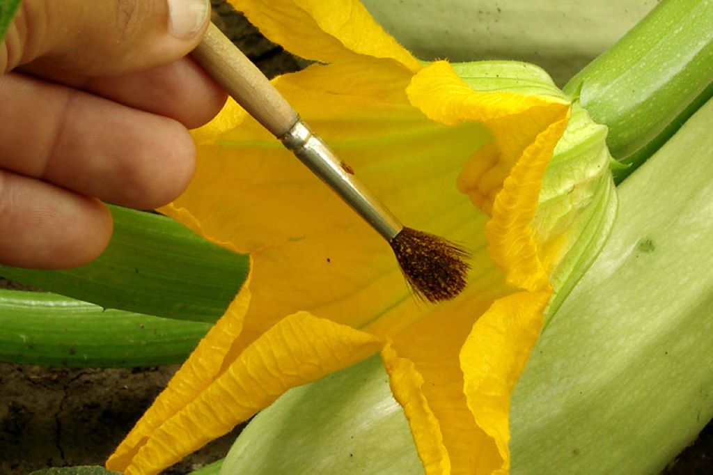 How do you pollinate pumpkins by hand?