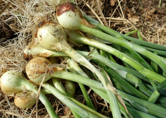 Timing Your Onion Harvest: A Guide to Perfectly Ripe Bulbs