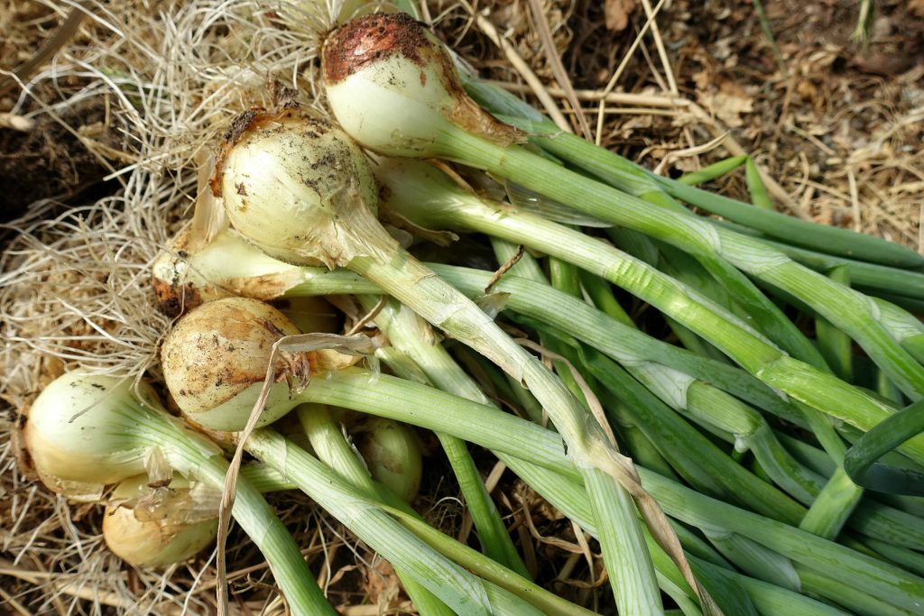 Timing Your Onion Harvest: A Guide to Perfectly Ripe Bulbs
