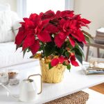 How do you care for a poinsettia indoors
