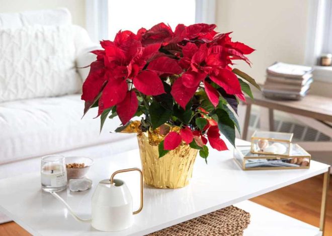 How to Care for Your Poinsettia Indoors: A Comprehensive Guide