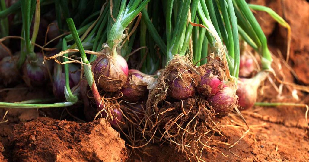 How do I know when shallots are ready to harvest?
