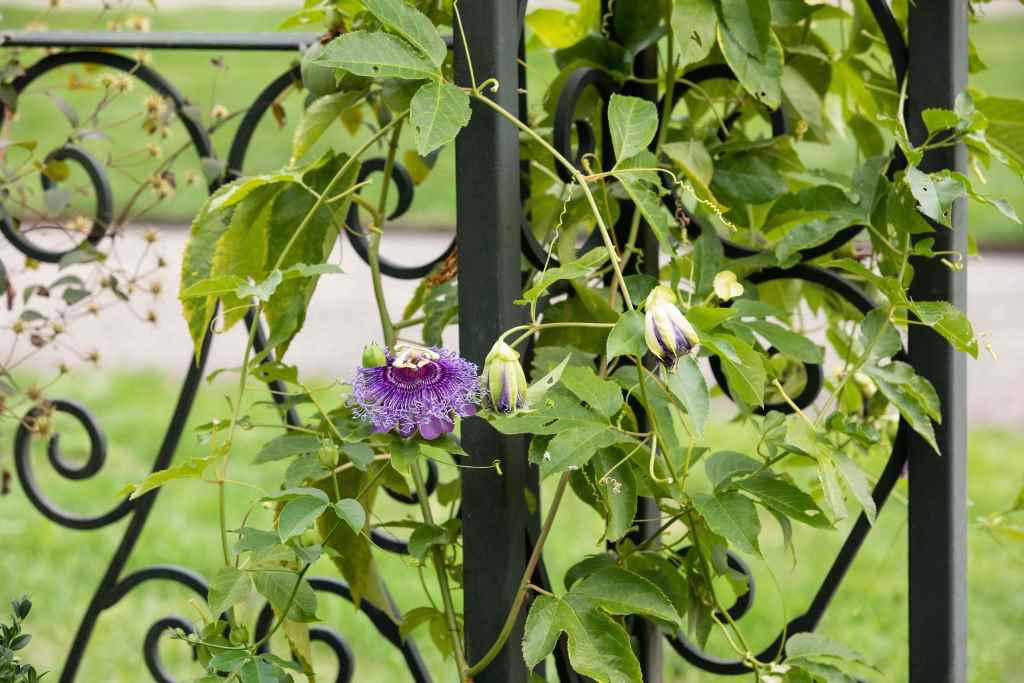 10 Best Flowering Vines for Shade: A Burst of Color in Low Light
