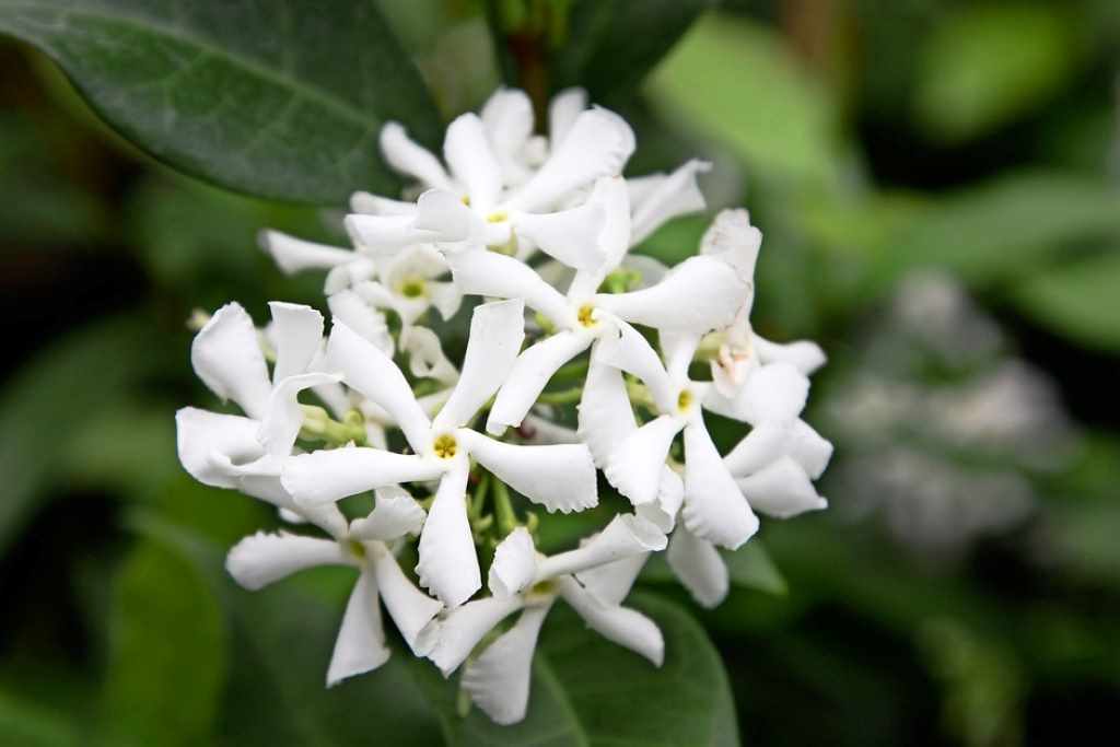 What is the fastest growing flowering vine