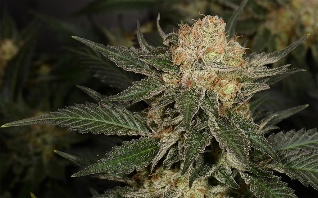 Is bubblegum strain easy to grow?