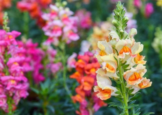 From Bloom to Bounty: A Comprehensive Guide to Collecting Snapdragon Seeds